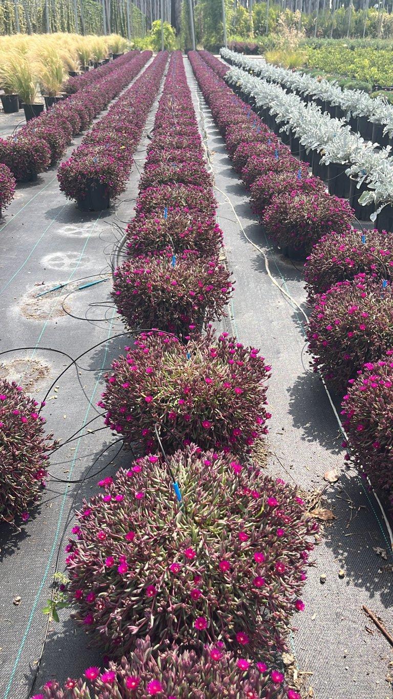 Delosperma Desert Dancers — vaso 9 litri