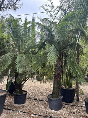 Dicksonia Antarctica (Felce arborea) — tronco altezza 200 cm, vaso 90 litri