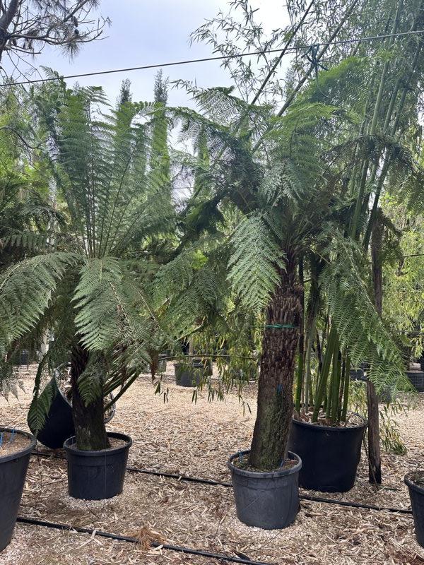 Dicksonia Antarctica (Felce arborea) — tronco altezza 200 cm, vaso 90 litri