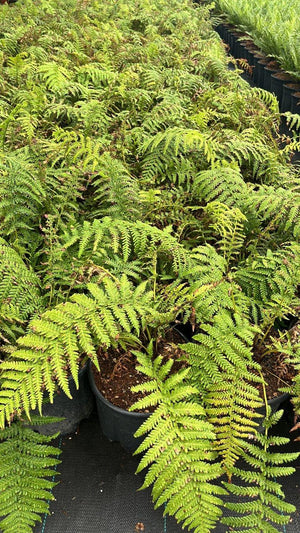 Dicksonia Antarctica (Felce arborea) — vaso 9 litri
