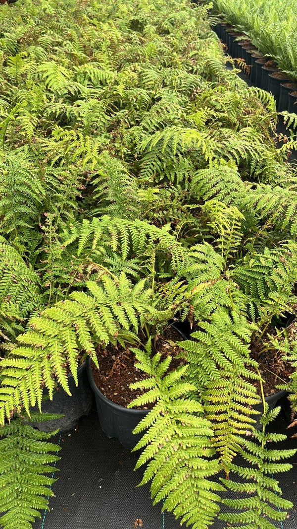 Dicksonia Antarctica (Felce arborea) — vaso 9 litri