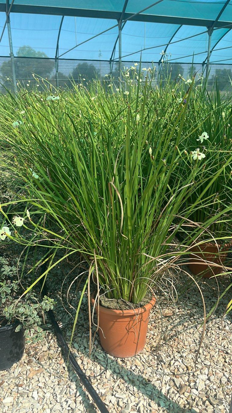 Dietes Bicolor (Iris africano) — vaso 12 litri
