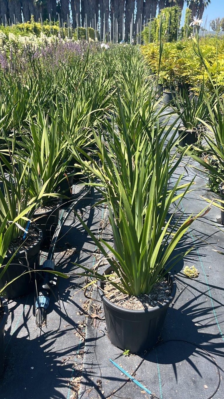 Dietes Grandiflora (Iris africano) — vaso 9 litri
