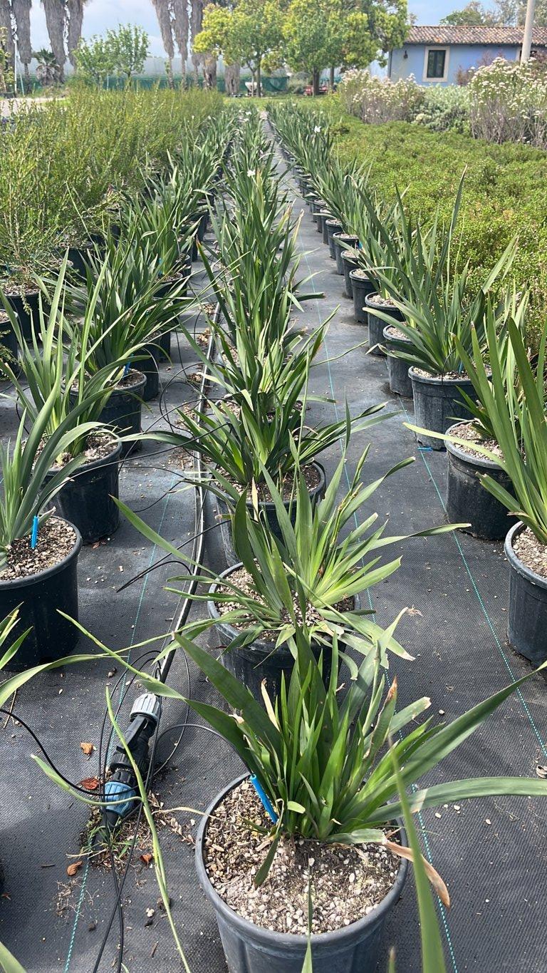 Dietes Iridioides (Iris africano) — vaso 9 litri