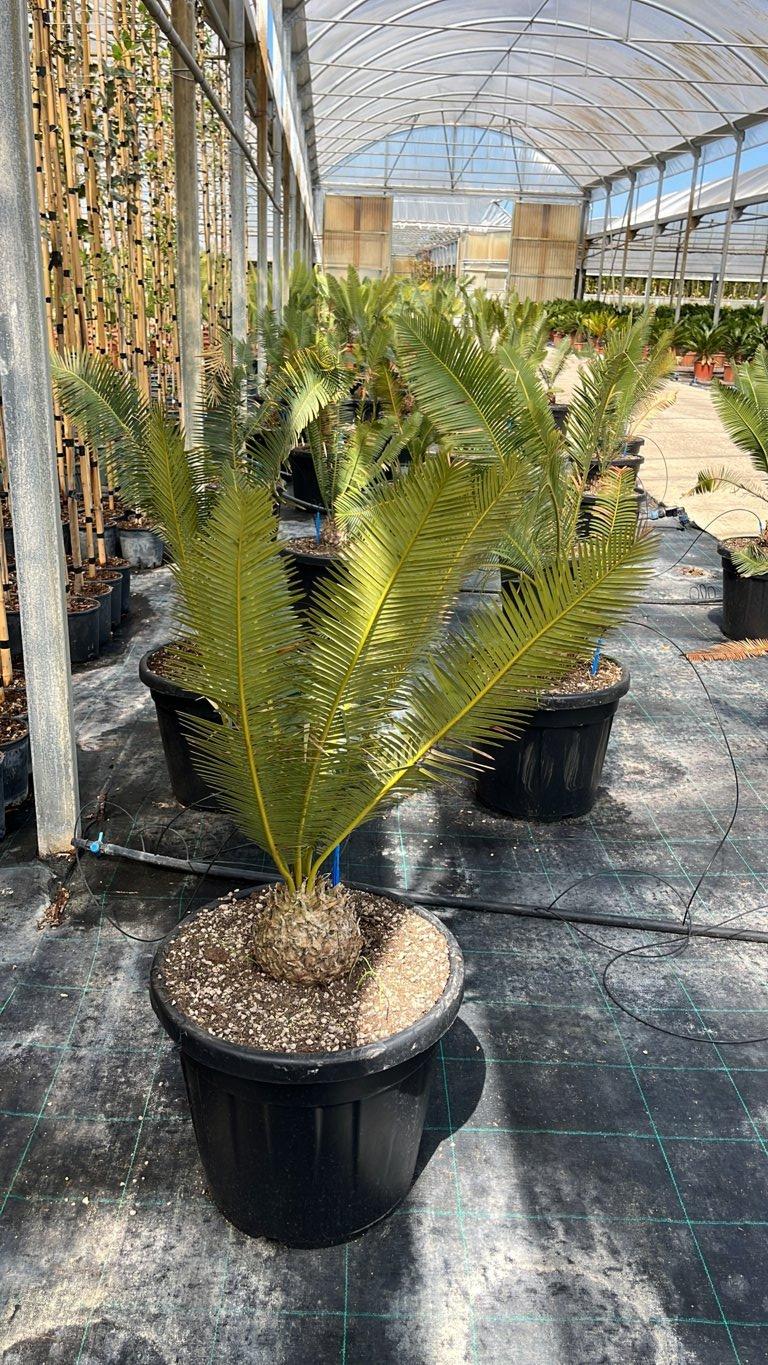Dioon — vaso 30 litri