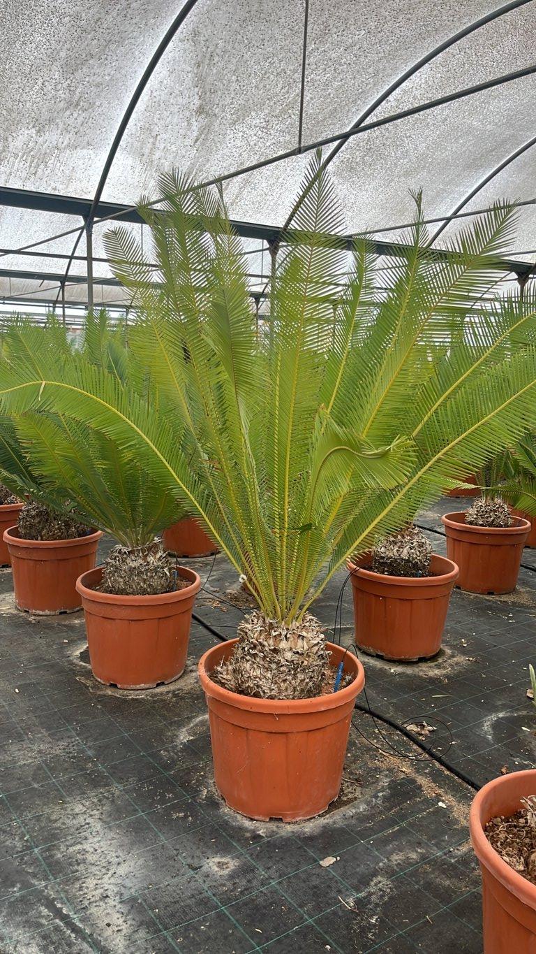 Dioon Edule — vaso 55 litri