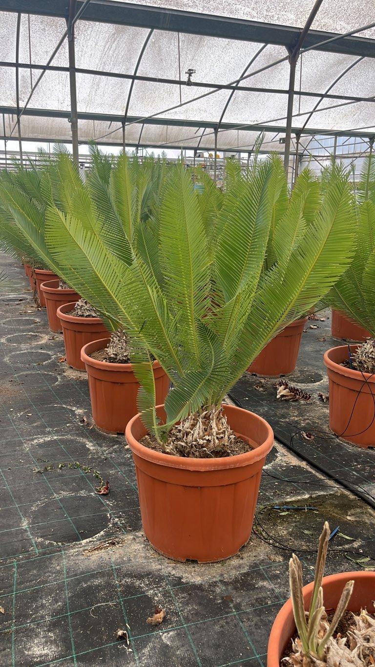 Dioon Edule Queretaro — vaso 55 litri