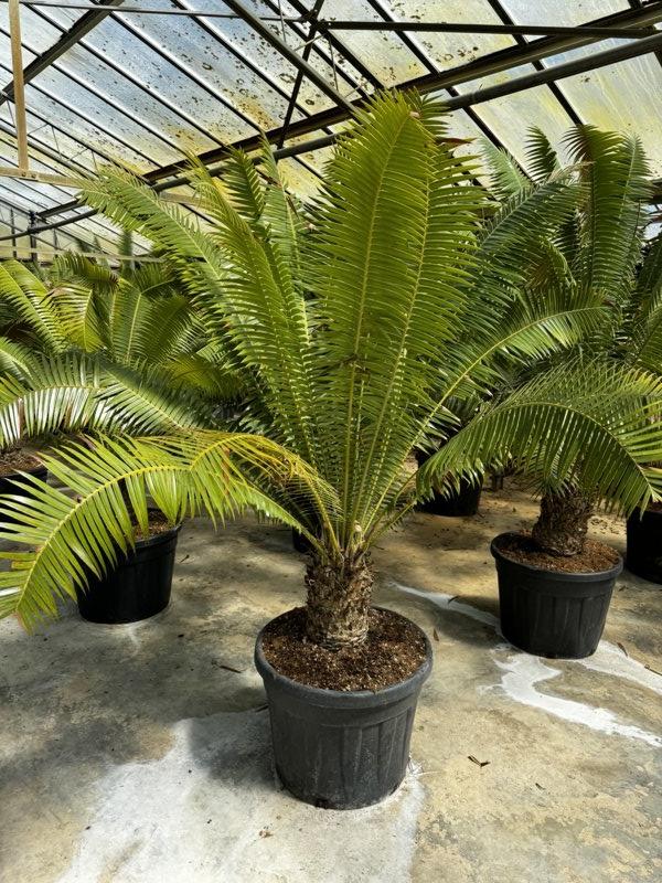 Dioon Spinulosum — tronco altezza 25/50 cm, vaso 90 litri