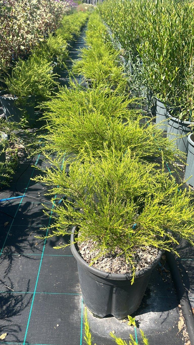 Diosma Hirsuta Pink Fountain — Cespuglio, vaso 9 litri