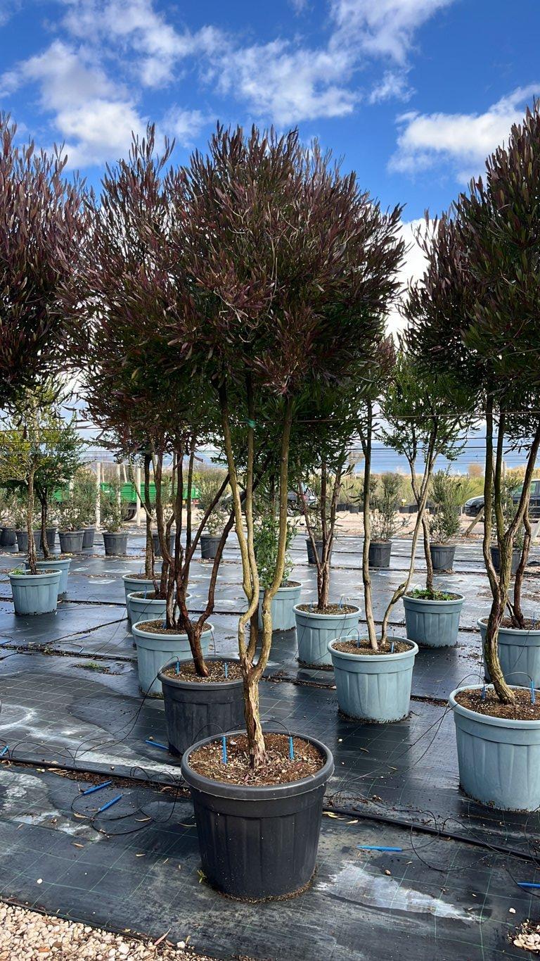 Dodonaea Viscosa — Nuvola, altezza 200/250 cm, vaso 70 litri