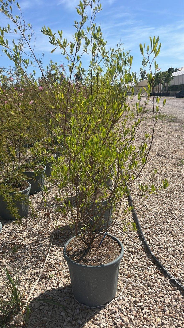 Dodonaea Viscosa — Cespuglio, altezza 100/125 cm, vaso 30 litri
