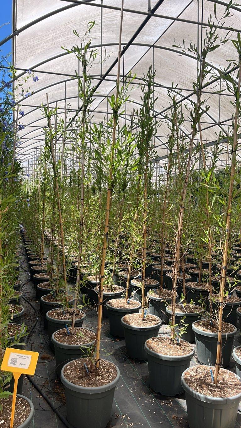 Dodonaea Viscosa Purpurea — Cespuglio, vaso 30 litri