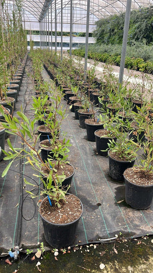 DODONEA VISCOSA PURPUREA dodonaea viscosa