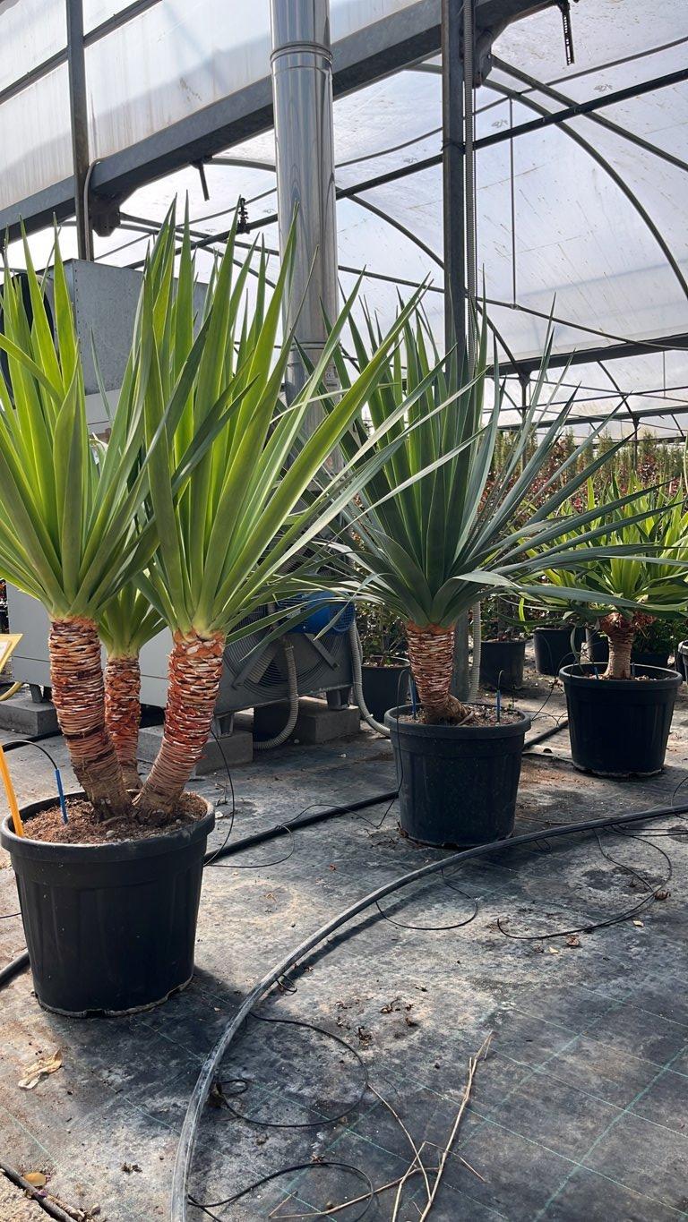 Dracaena Draco (Albero del drago) — tronco altezza 25/50 cm, vaso 30 litri