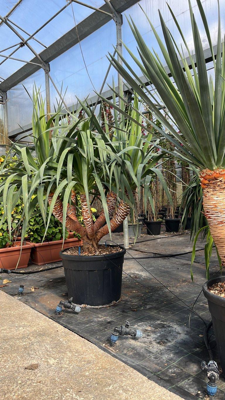 Dracaena Draco (Albero del drago) — tronco altezza 50/75 cm, vaso 90 litri