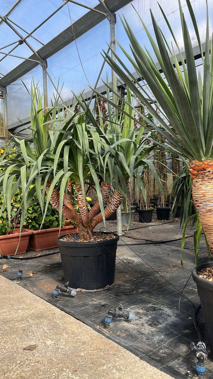 Dracaena Draco (Albero del drago) — tronco altezza 50/75 cm, vaso 90 litri