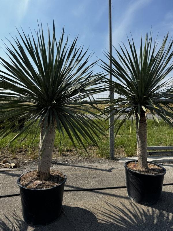 Dracaena Draco (Albero del drago) — tronco altezza 100/125 cm, vaso 130 litri