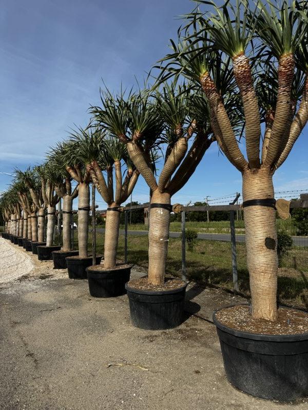 Dracaena Draco (Albero del drago) — Esemplare, vaso 500 litri