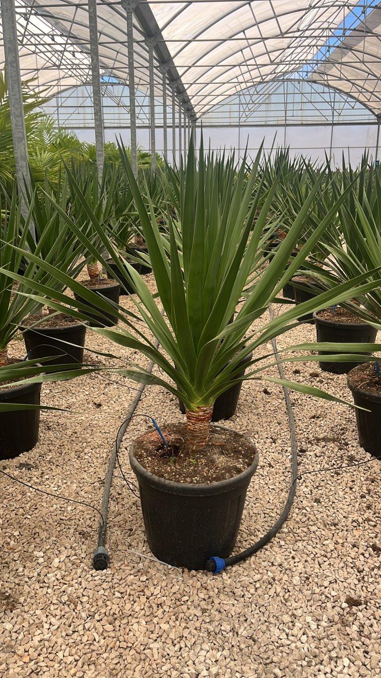 Dracaena Draco (Albero del drago) — vaso 30 litri