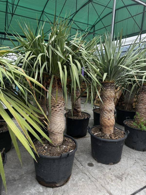 Dracaena Draco (Albero del drago) — tronco altezza 75/100 cm, vaso 130 litri