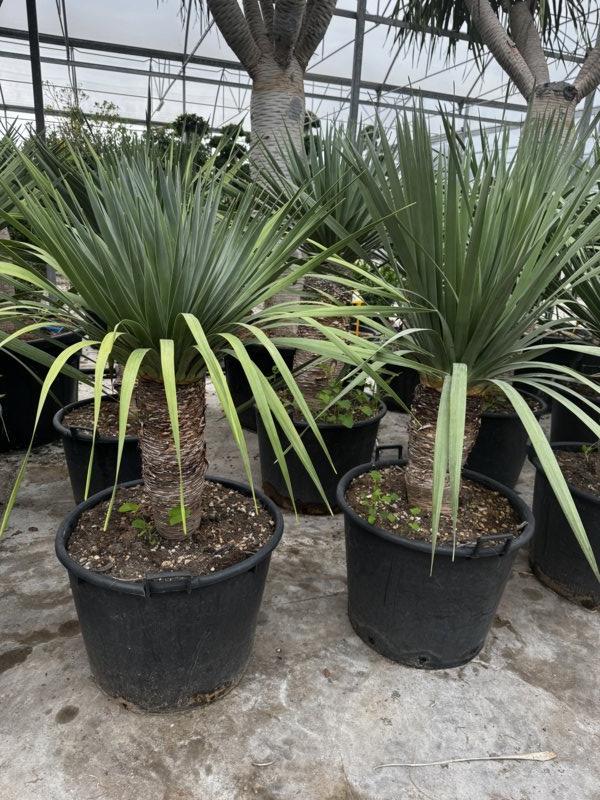 Dracaena Draco (Albero del drago) — tronco altezza 50/75 cm, vaso 130 litri