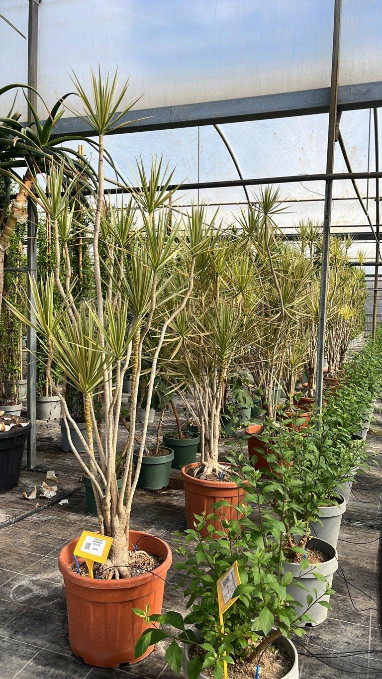 Dracaena Marginata Bicolor — vaso 55 litri