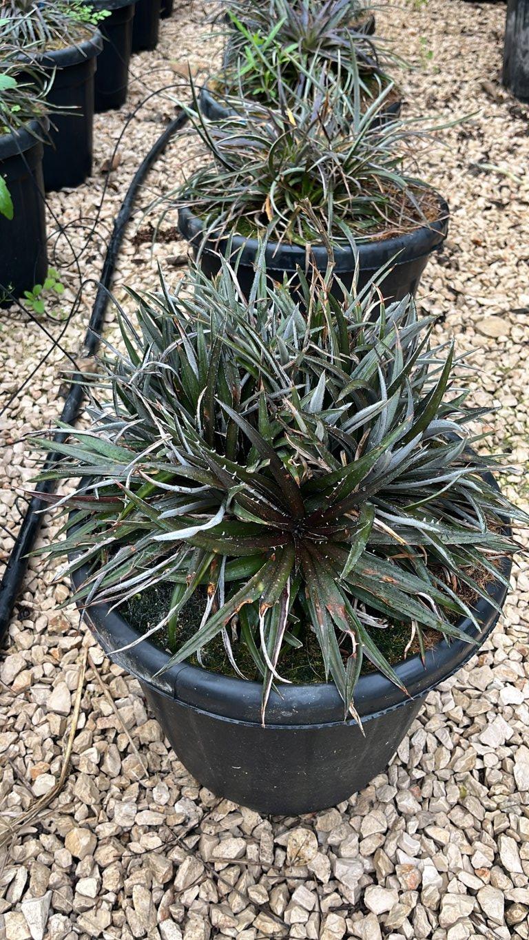 Dyckia Burgundy Ice — vaso 30 litri