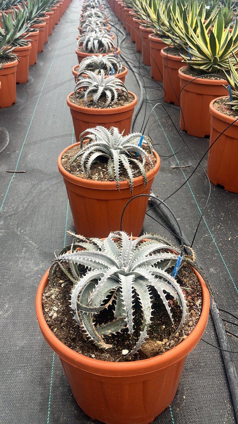 DYCKIA GRAND MARNIER Dichia / Dyckia