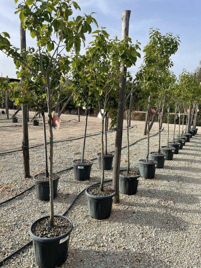 Diospyros Kaki (Cachi) — 1/2 fusto, circonferenza 12/14 cm, vaso 30 litri
