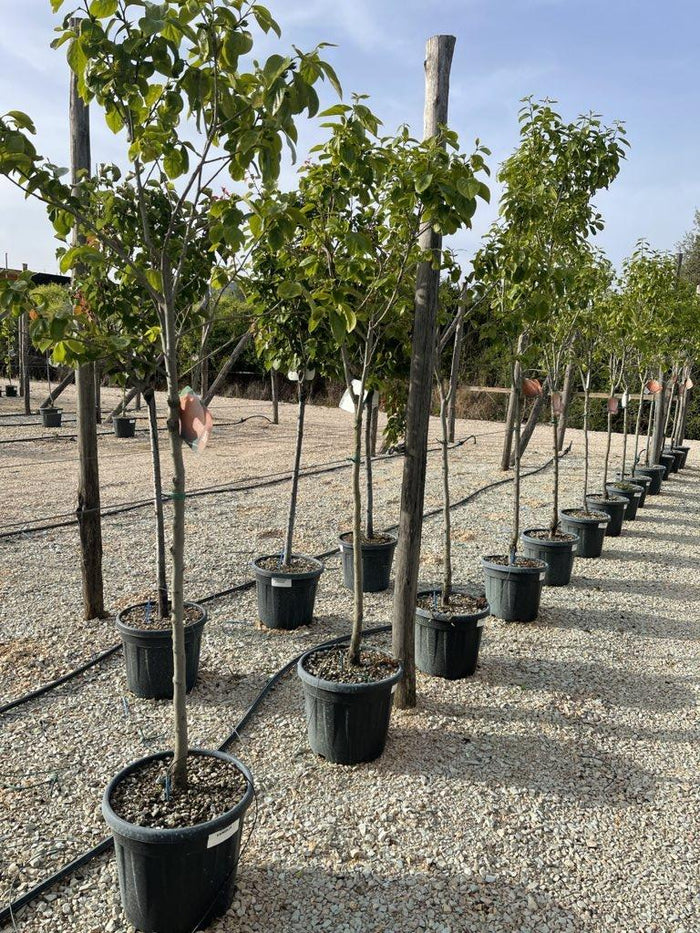 Diospyros Kaki (Cachi) — 1/2 fusto, circonferenza 12/14 cm, vaso 30 litri