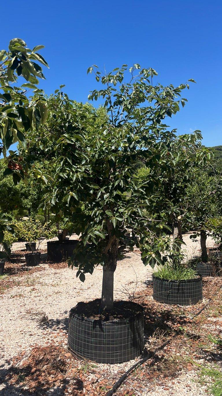 Diospyros Kaki (Cachi) — Esemplare, circonferenza 60/80 cm, in rete