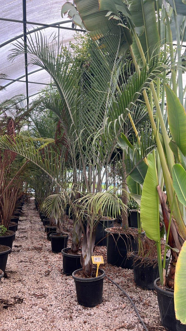 Dypsis Decaryi (Palma triangolo) — altezza 250/300 cm, vaso 35 litri