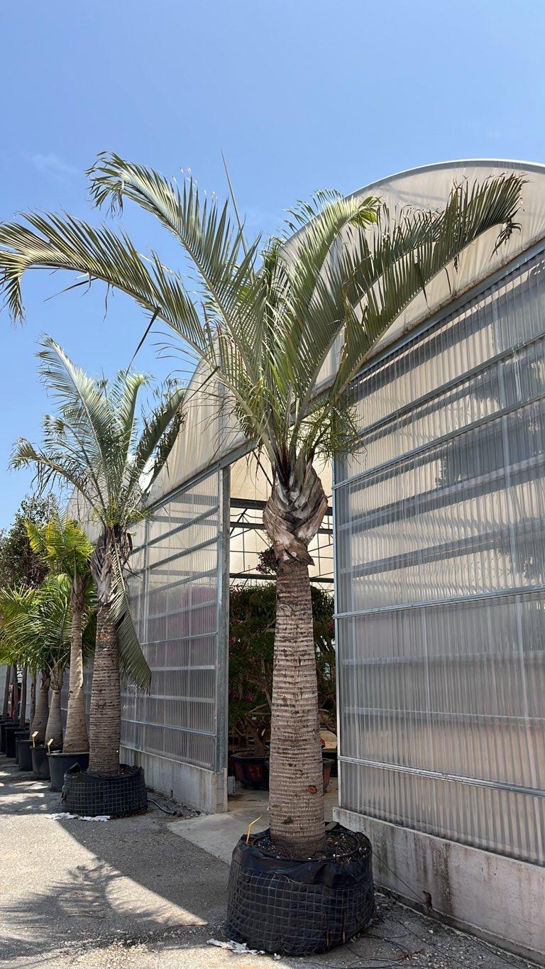 Dypsis Decaryi (Palma triangolo) — tronco altezza 250/300 cm, in rete