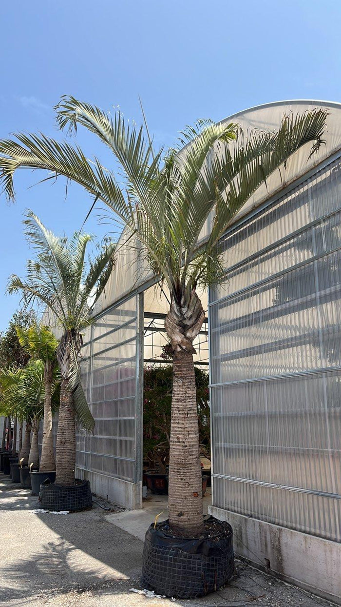 Dypsis Decaryi (Palma triangolo) — tronco altezza 250/300 cm, in rete