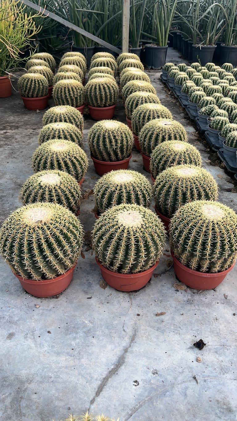 Echinocactus Grusonii Brevispinus (Cuscino della suocera) — vaso 5 litri
