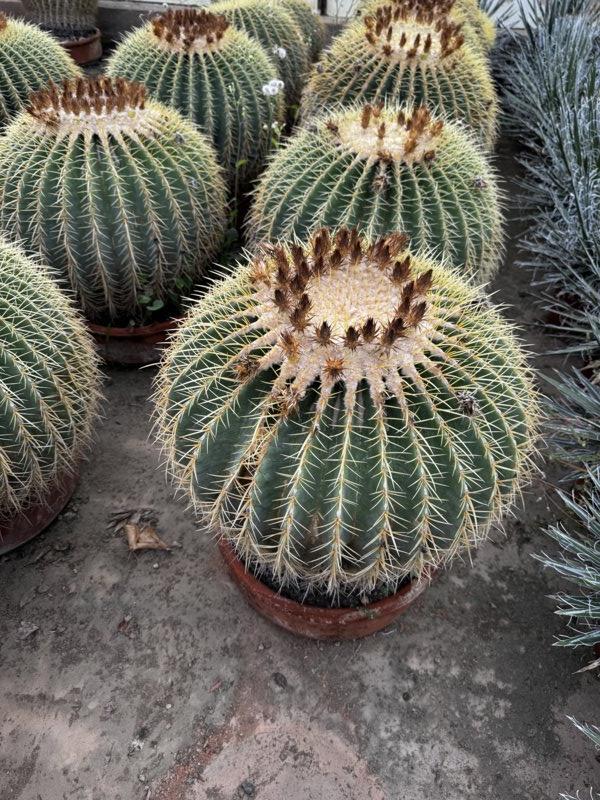 Echinocactus Grusonii (Cuscino della suocera) — diametro 45 cm, vaso in terracotta