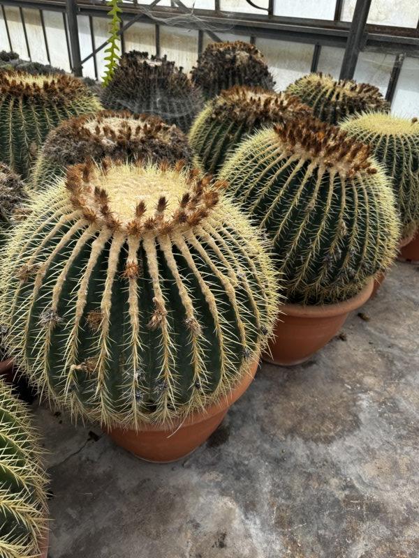 Echinocactus Grusonii (Cuscino della suocera) — Esemplare, diametro 60 cm