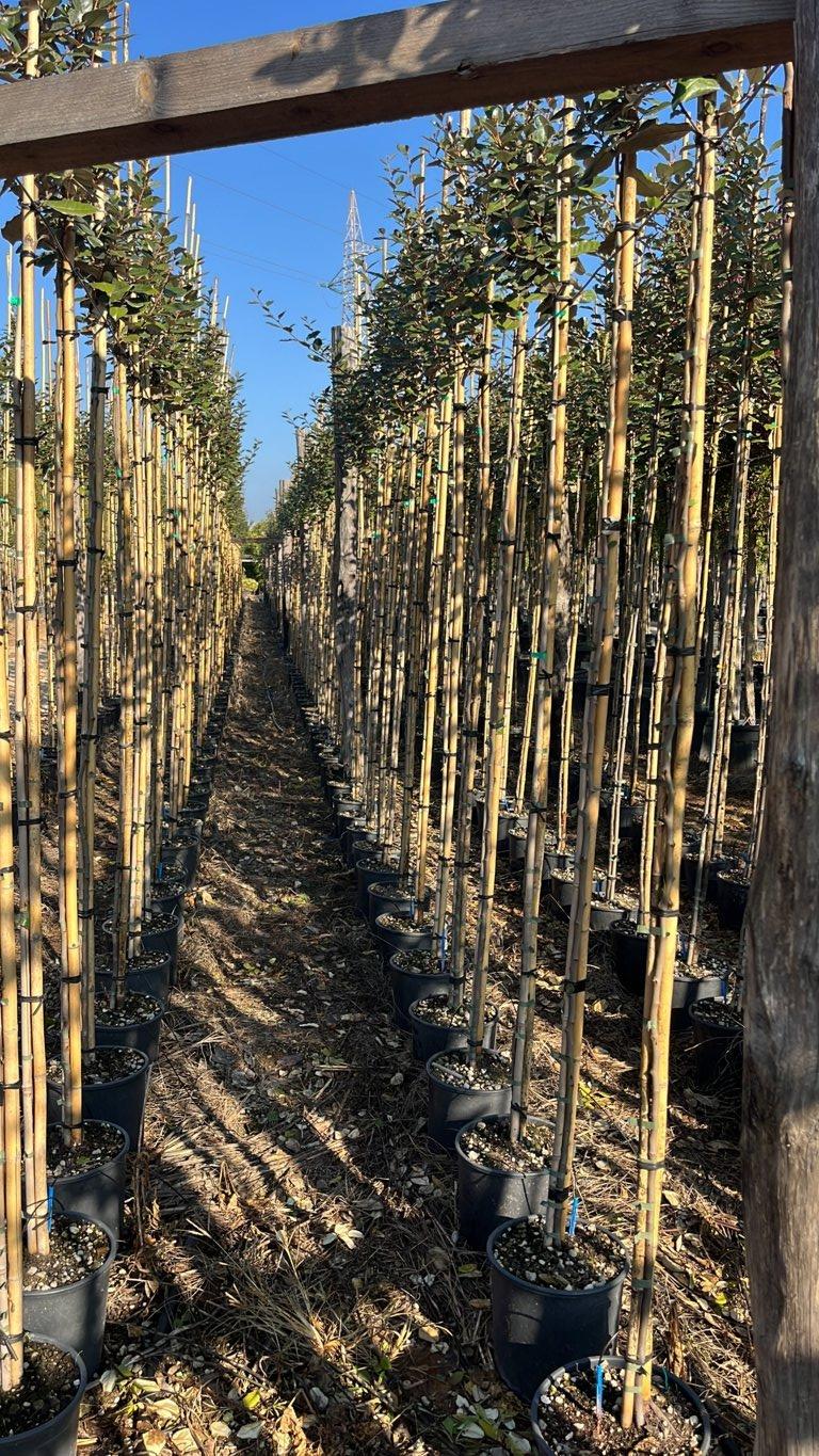 Elaeagnus Ebbingei Compacta (Olivagno) — Albero astone, vaso 9 litri
