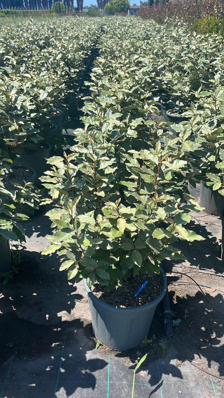 Elaeagnus Ebbingei Compacta (Olivagno) — Cespuglio, vaso 9 litri