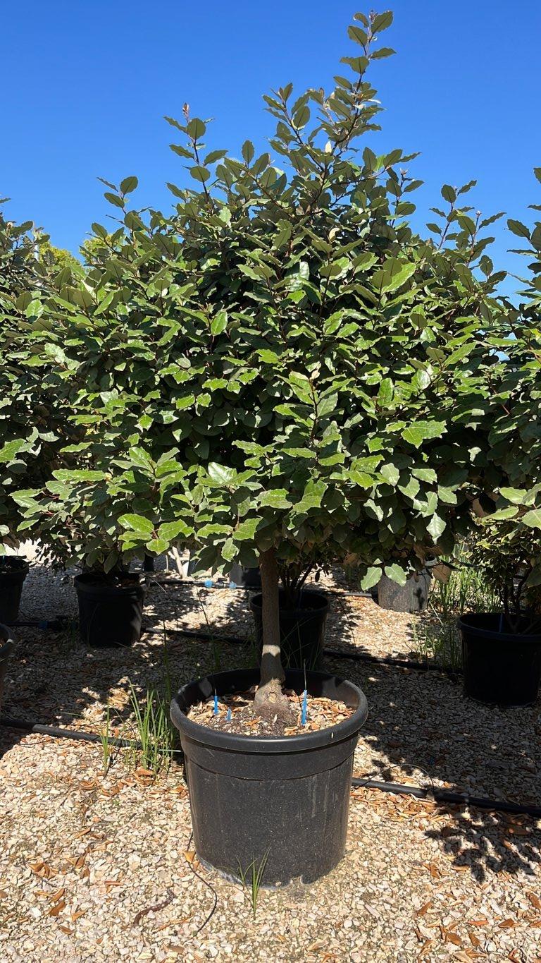 Elaeagnus Ebbingei (Olivagno) — Mini fusto, altezza 150/175 cm, vaso 70 litri