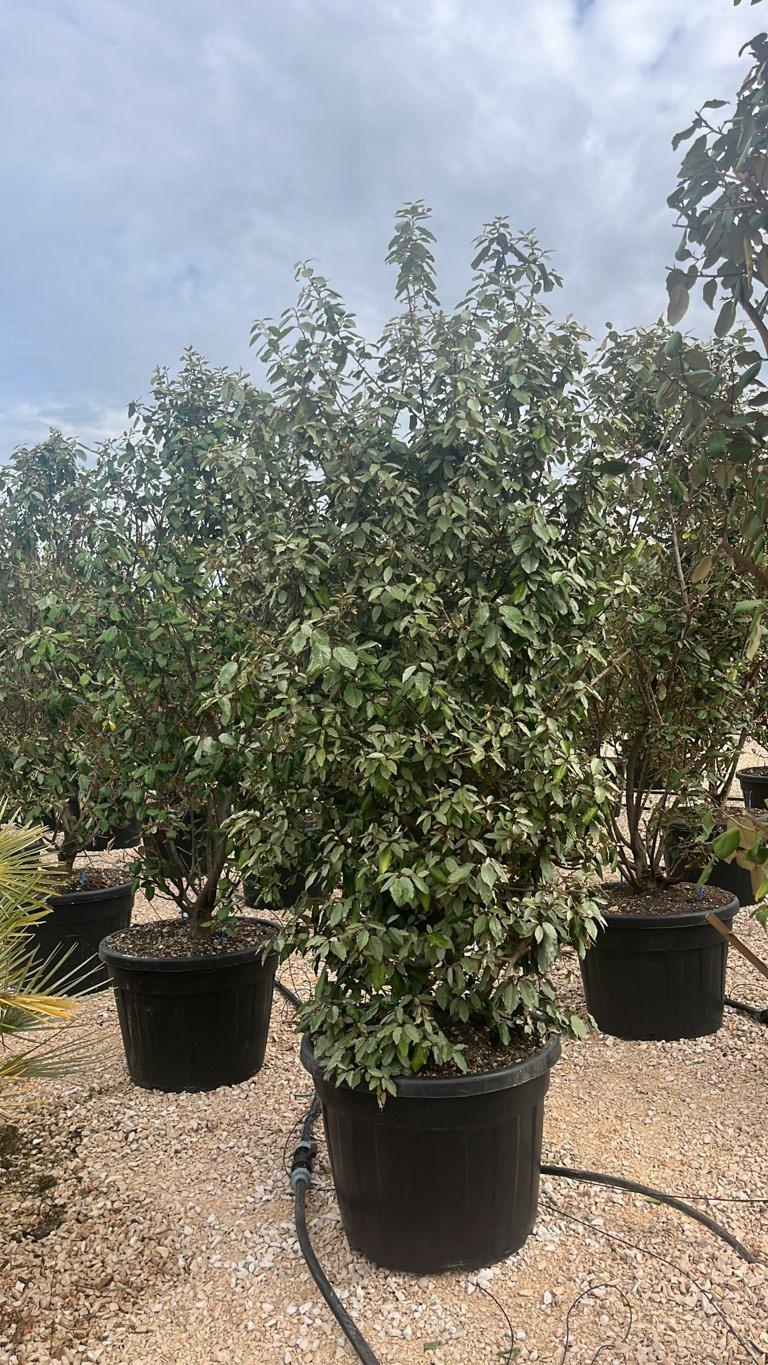 Elaeagnus Ebbingei (Olivagno) — Cespuglio, altezza 150/200 cm, vaso 110 litri