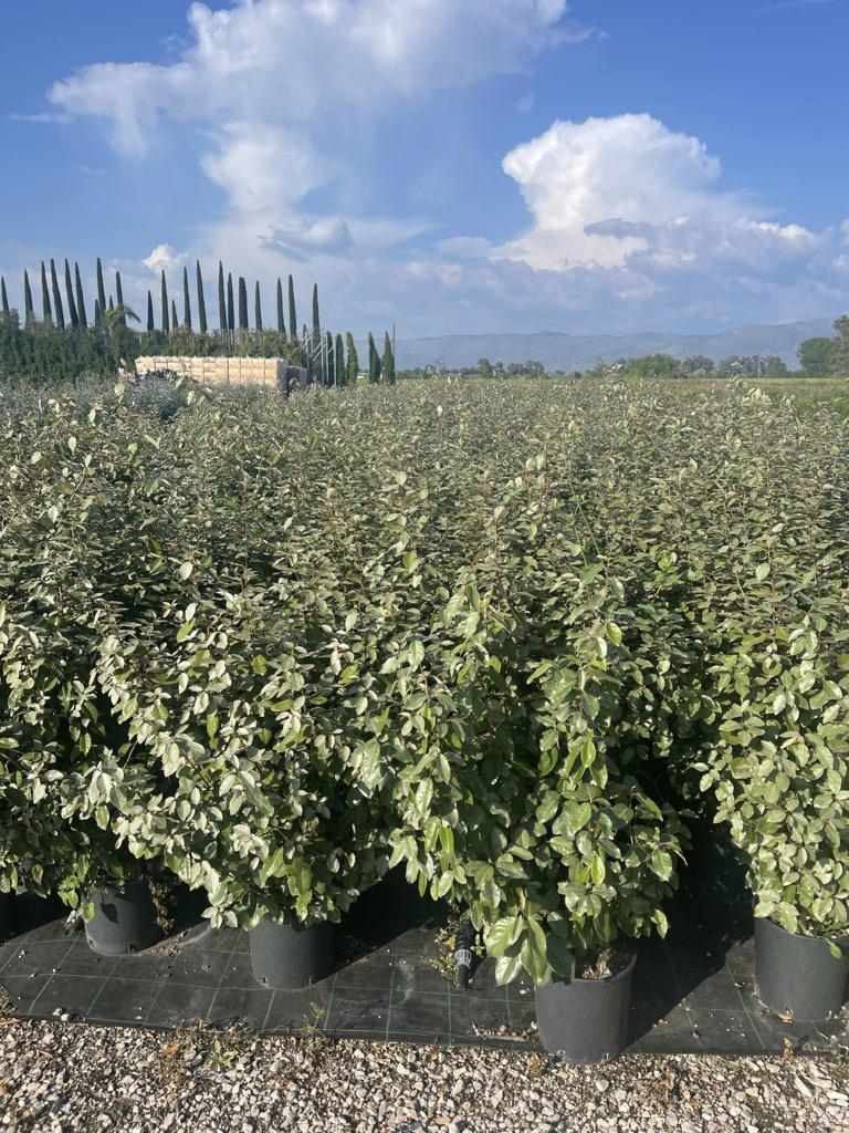 ELAEAGNUS X EBBINGEI Eleagno, eleagnus