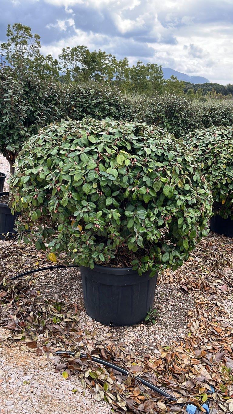 Elaeagnus Ebbingei (Olivagno) — Palla, diametro 150 cm, vaso 130 litri