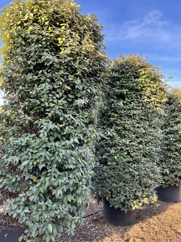 Elaeagnus Ebbingei (Olivagno) — Cespuglio, altezza 250/300 cm, vaso 240 litri