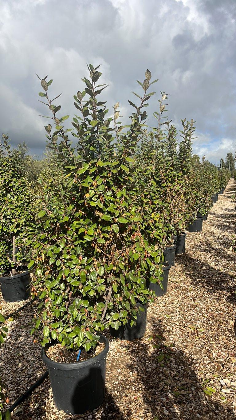 Elaeagnus Ebbingei (Olivagno) — Cespuglio, altezza 100/150 cm, vaso 35 litri