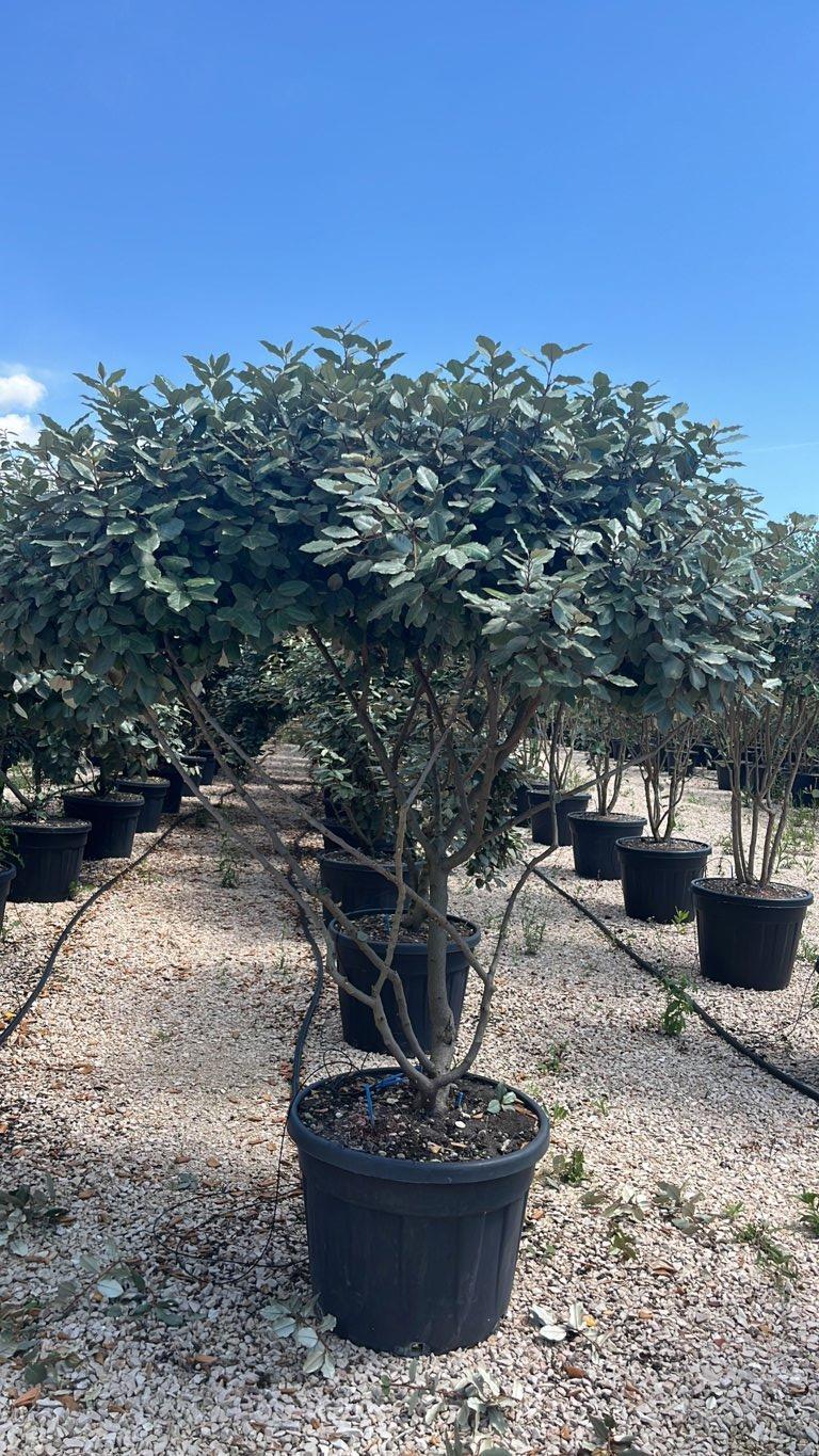Elaeagnus Ebbingei (Olivagno) — Nuvola, altezza 150/175 cm, vaso 90 litri