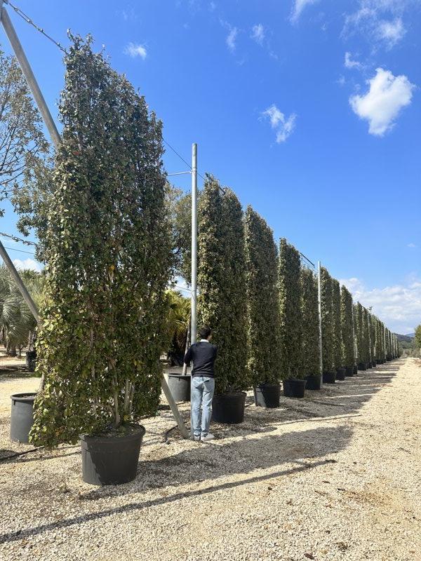 Elaeagnus Ebbingei (Olivagno) — Spalliera, altezza 440 x 200 cm, vaso 500 litri