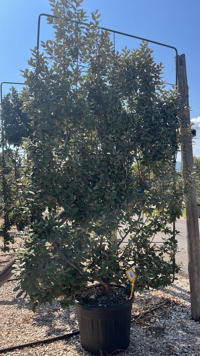 Elaeagnus Ebbingei (Olivagno) — Spalliera, altezza 250 x 150 cm, vaso 90 litri