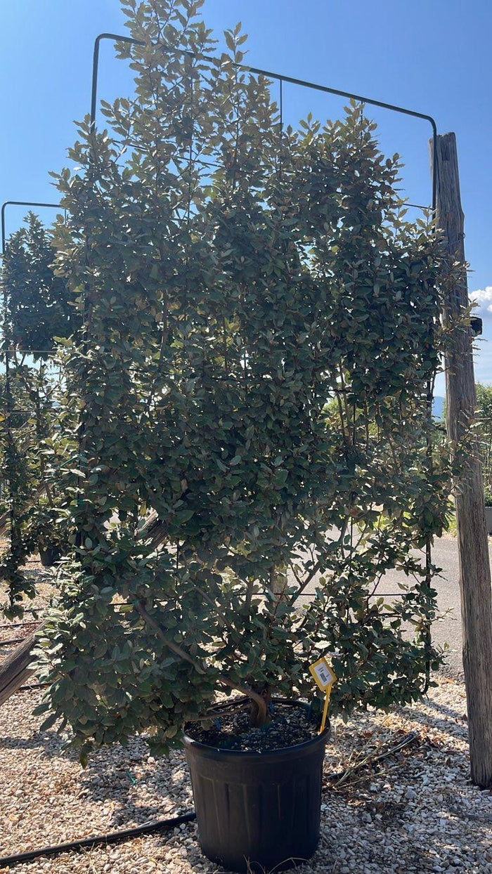 Elaeagnus Ebbingei (Olivagno) — Spalliera, altezza 250 x 150 cm, vaso 90 litri