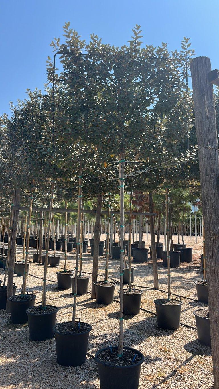 Elaeagnus Ebbingei (Olivagno) — Spalliera, altezza 120 x 150 cm, vaso 50 litri